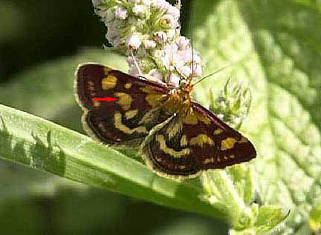 Pyrausta purpuralis  (Crambidae)